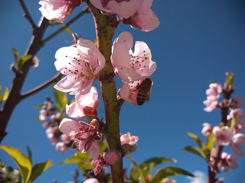 durazno polinizacion