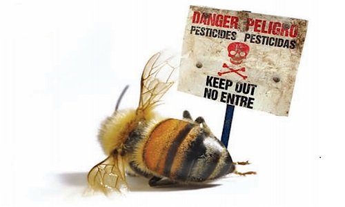 abejas muerte pesticidas
